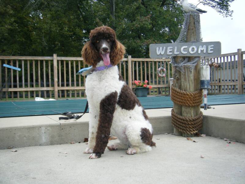 Large Standard Poodle